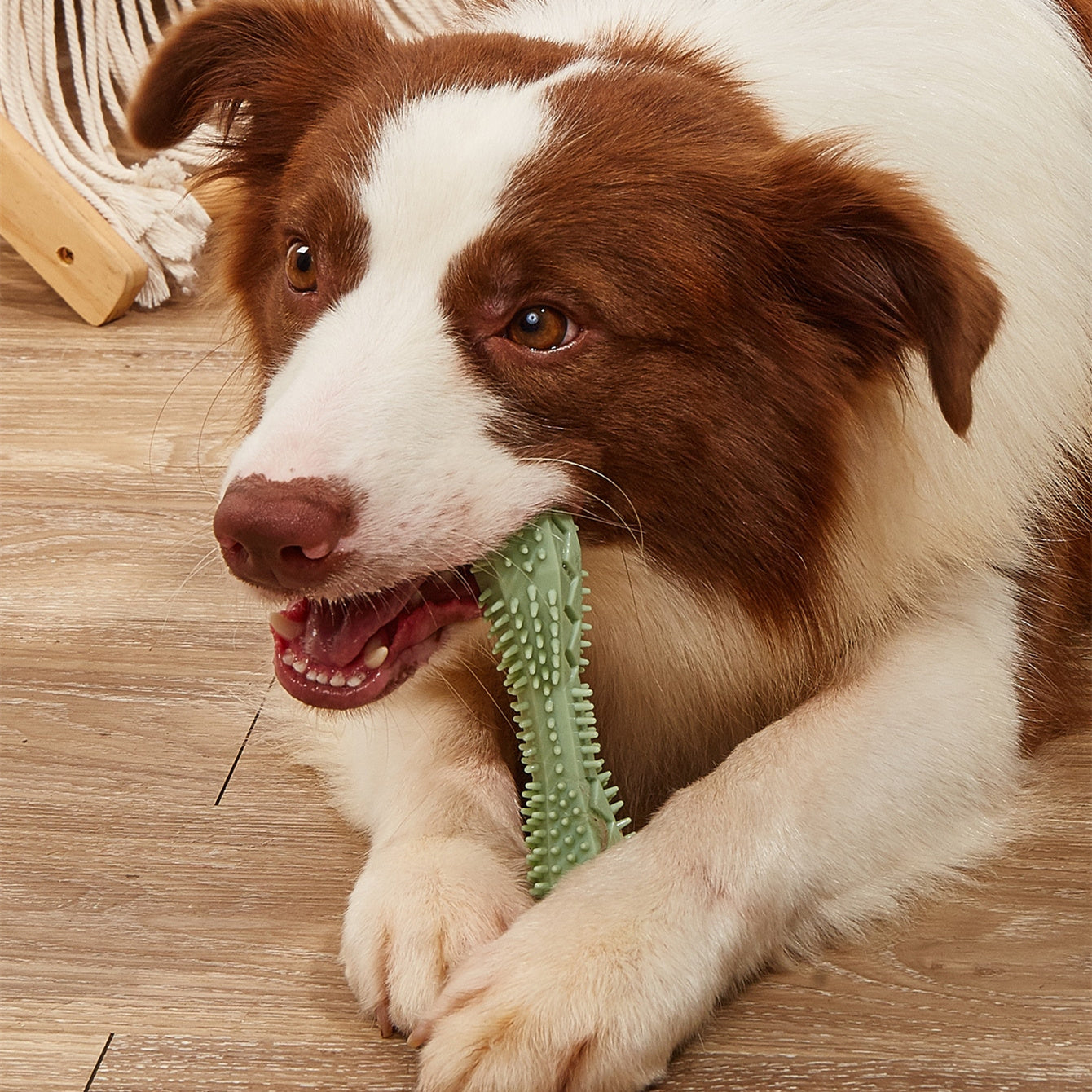 Chew Toys For Dog Teeth Cleaning - Doggy-Dog world